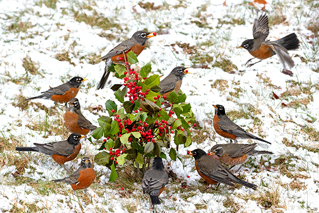 Robin Feeding Frenzy, Long Island New York